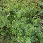 Potentilla intermedia Облик