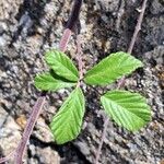 Rubus discolor برگ