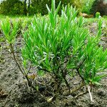 Lavandula angustifoliaHabitus