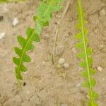 Dichasianthus runcinatus ᱥᱟᱠᱟᱢ