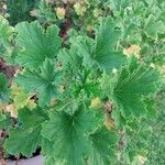 Pelargonium ribifolium 葉