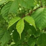 Acer cissifolium Folha