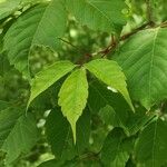 Acer cissifolium Leaf