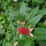 Rubus fraxinifolius Fruit