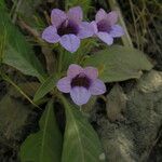 Echinacanthus attenuatus Flor