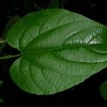 Dalechampia dioscoreifolia Blad