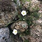 Minuartia capillacea Fleur