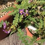 Solanum pyracanthos Blomma