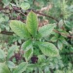 Rhododendron atlanticum 叶