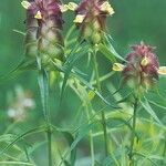 Melampyrum cristatum Flower