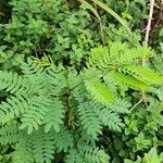 Desmanthus virgatus Leaf