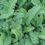 Astragalus asper Leaf