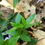 Vinca minorFulla