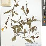 Asystasia congensis Otro