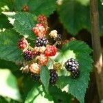 Rubus gratus Frukt