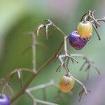 Dianella caerulea Fruto