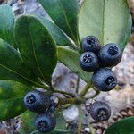 Plerandra crassipes Fruit