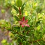 Metrosideros microphylla Flower