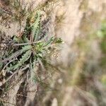 Neotorularia torulosa Habit