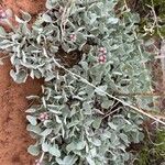 Eriogonum ovalifolium Leaf