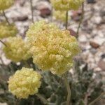 Eriogonum ovalifolium Frukt