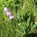 Lathyrus linifolius Агульны выгляд