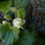 Asarina procumbens Foglia