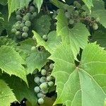 Vitis riparia Плод