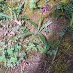 Orchis mascula Habitat