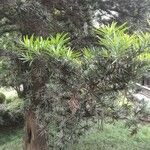 Podocarpus macrophyllus Alkat (teljes növény)