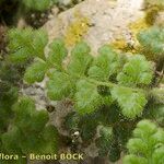 Asplenium hispanicum Otro