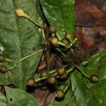 Eumachia sciadephora Fruit