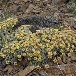 Eriogonum caespitosum Hábitos