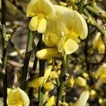 Genista cinerascens Õis