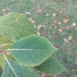 Halesia carolina Blad