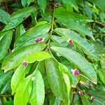 Maerua duchesnei Leaf