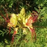 Caesalpinia gilliesiiBlüte