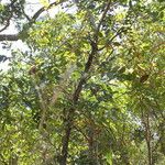 Pterocarpus erinaceus Pokrój
