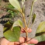 Roupala montana Leaf