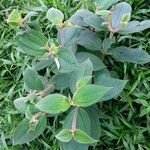 Miconia dependens Feuille