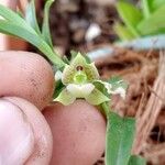 Dichaea panamensis Flor