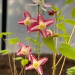 Epimedium alpinimFlower