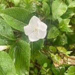 Vinca difformisFloro