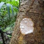 Ficus obliqua Bark