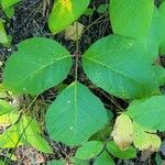 Toxicodendron rydbergii Leaf