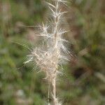 Bothriochloa barbinodis Φρούτο