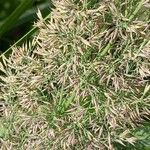 Calamagrostis arundinacea Mbuma