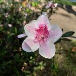 Rhododendron indicumFlower