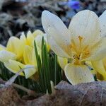 Crocus chrysanthus Συνήθη χαρακτηριστικά