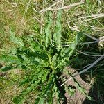 Rumex crispus Ліст